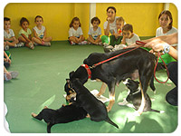 Projeto Animais e seus filhotes