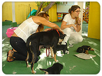 Projeto Animais e seus filhotes
